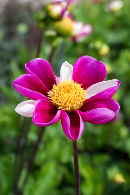 Dahlia Twynings Smartie