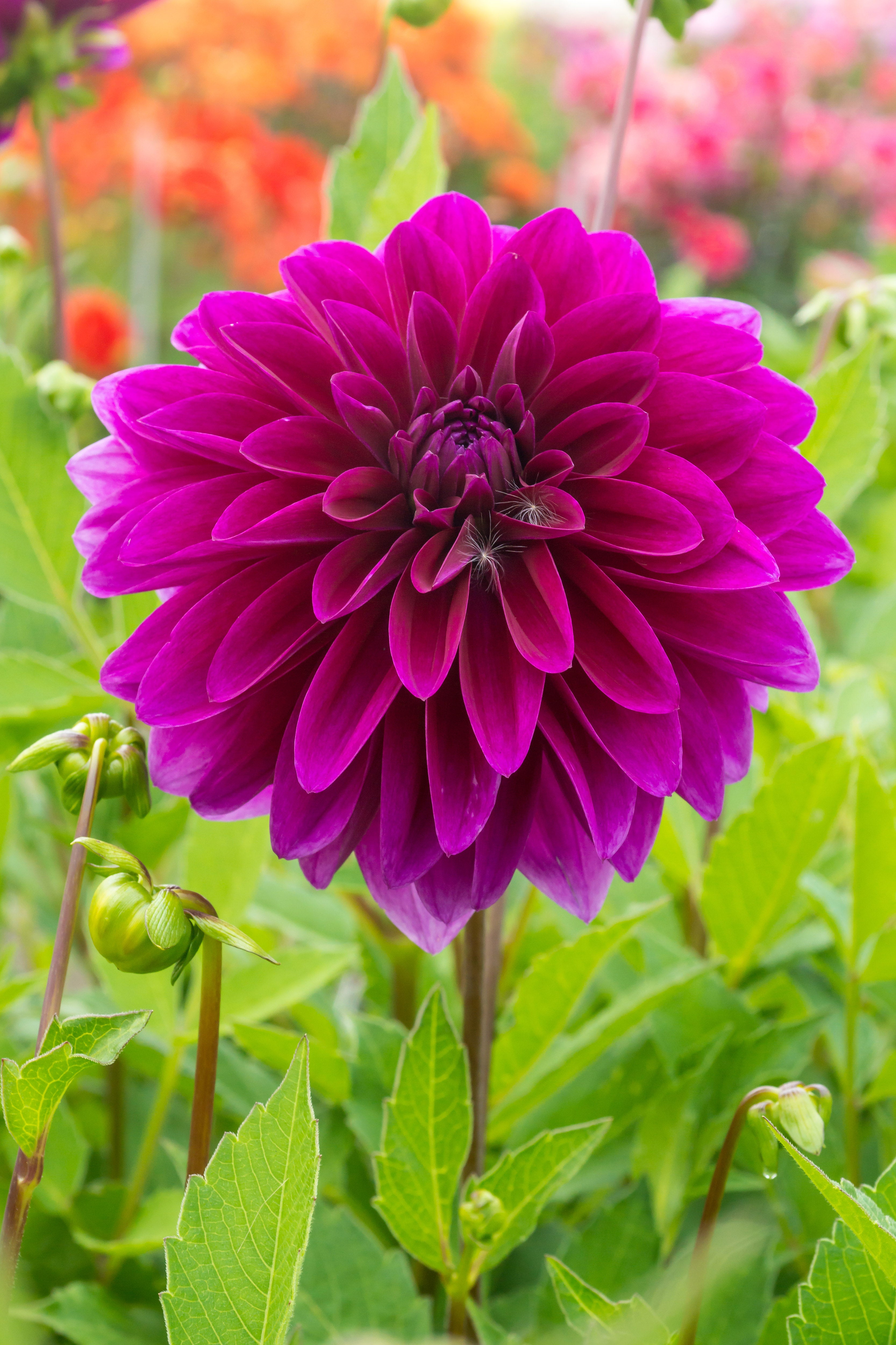Dahlia Decorative Le Baron