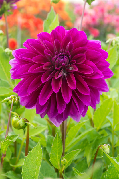 Dahlia Decorative Le Baron