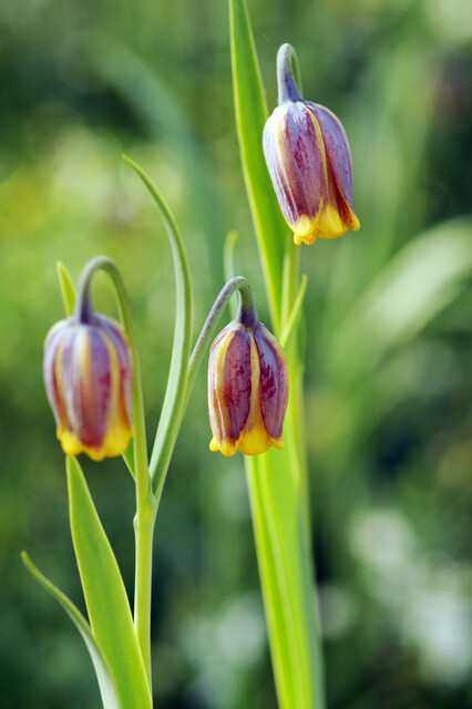 Fritillaria uva-vulpis Bulbs | Precious Plants