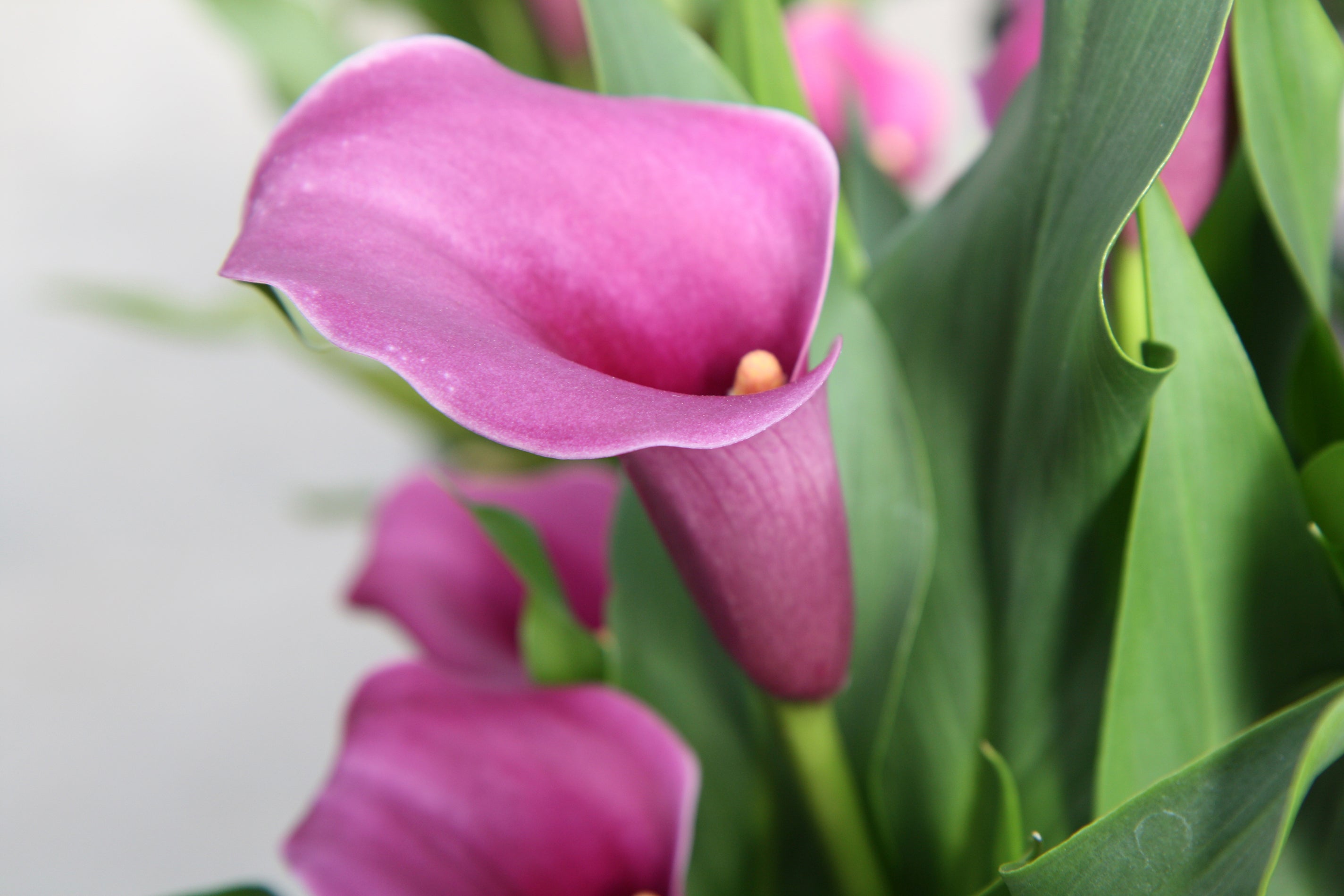 Calla Grape Velvet