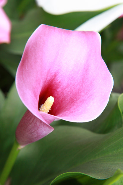Calla Grape Velvet