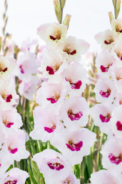 Gladiolus Fiorentina