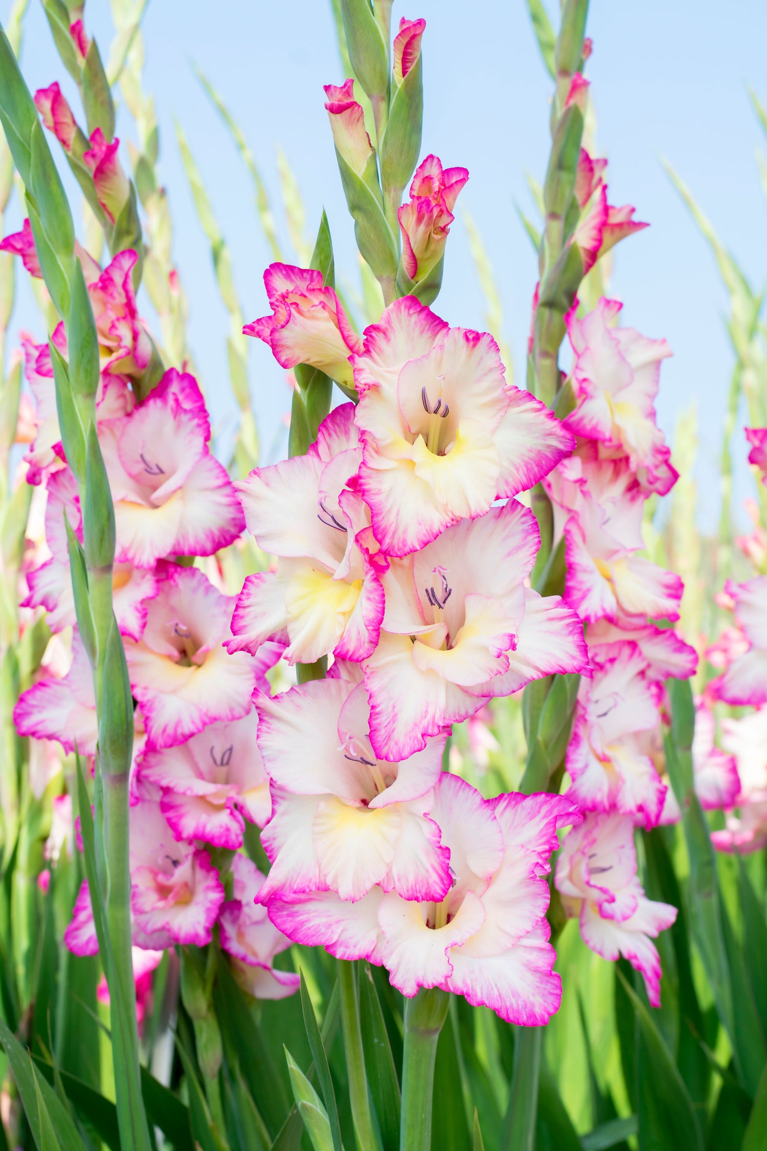 Gladiolus Priscilla