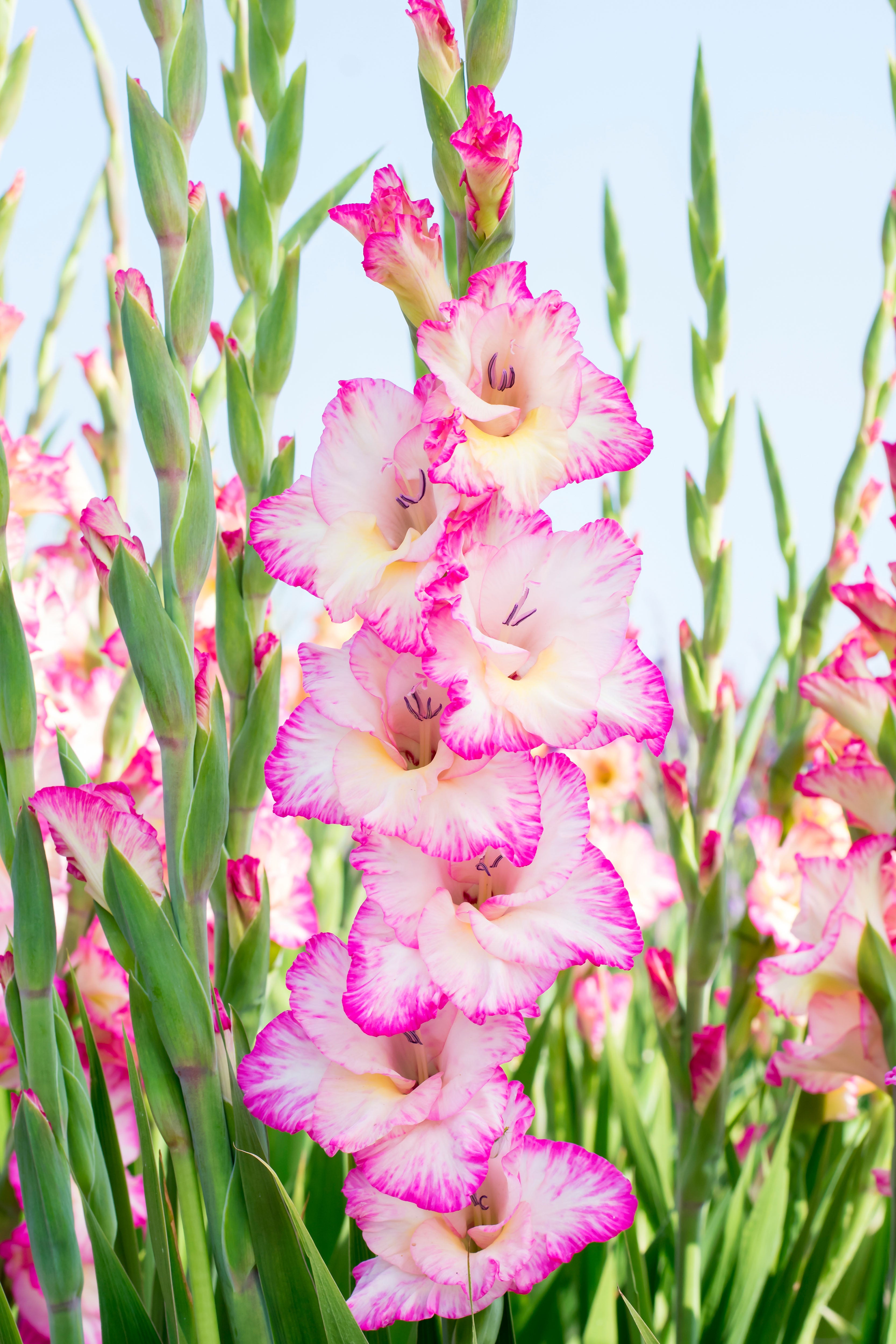 Gladiolus Priscilla