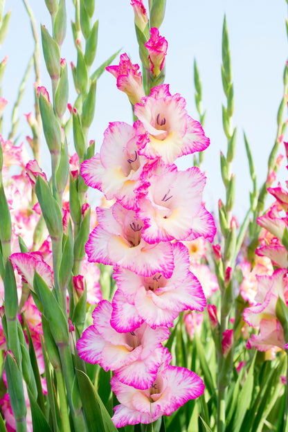 Gladiolus Priscilla