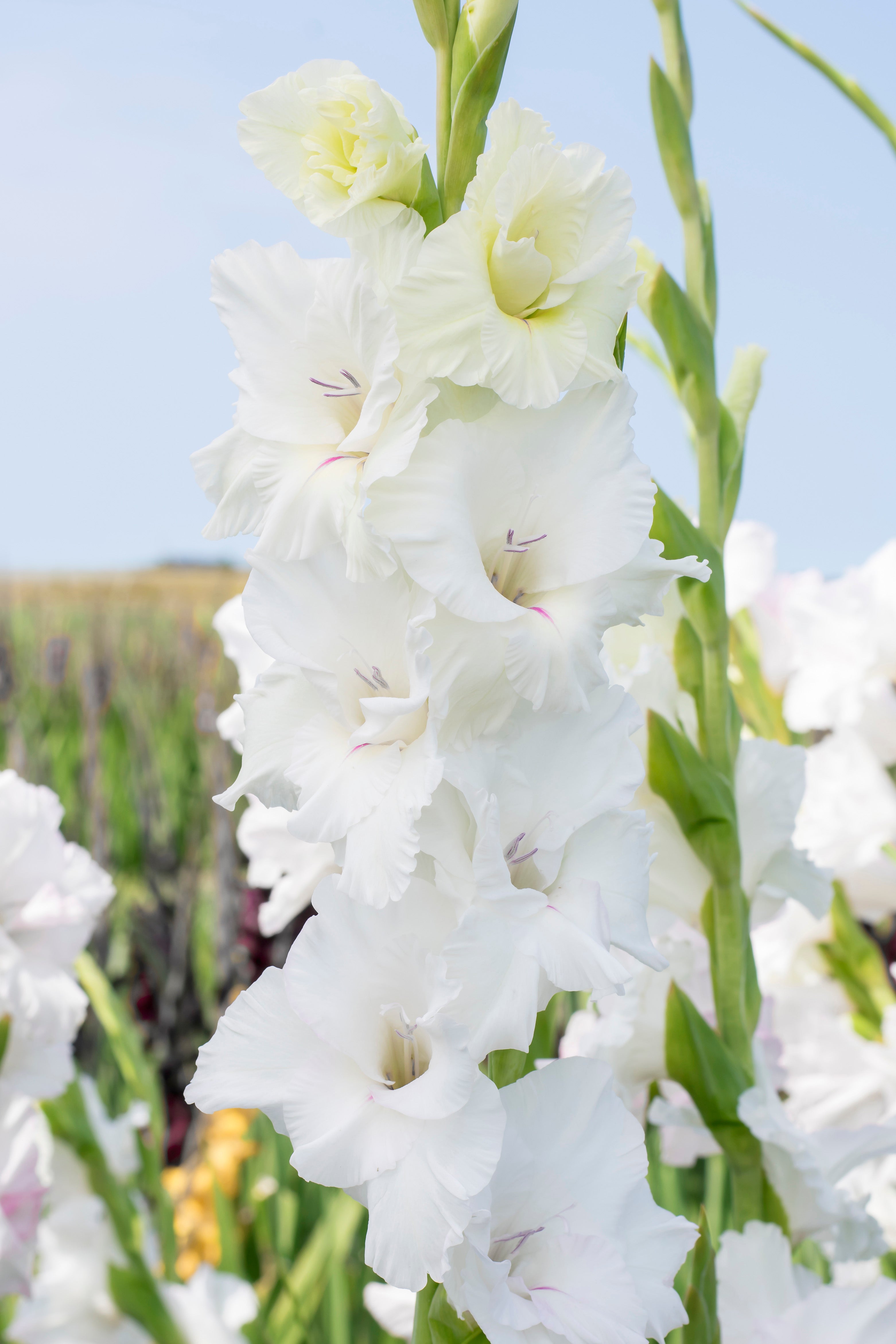 Gladiolus White Prosperity