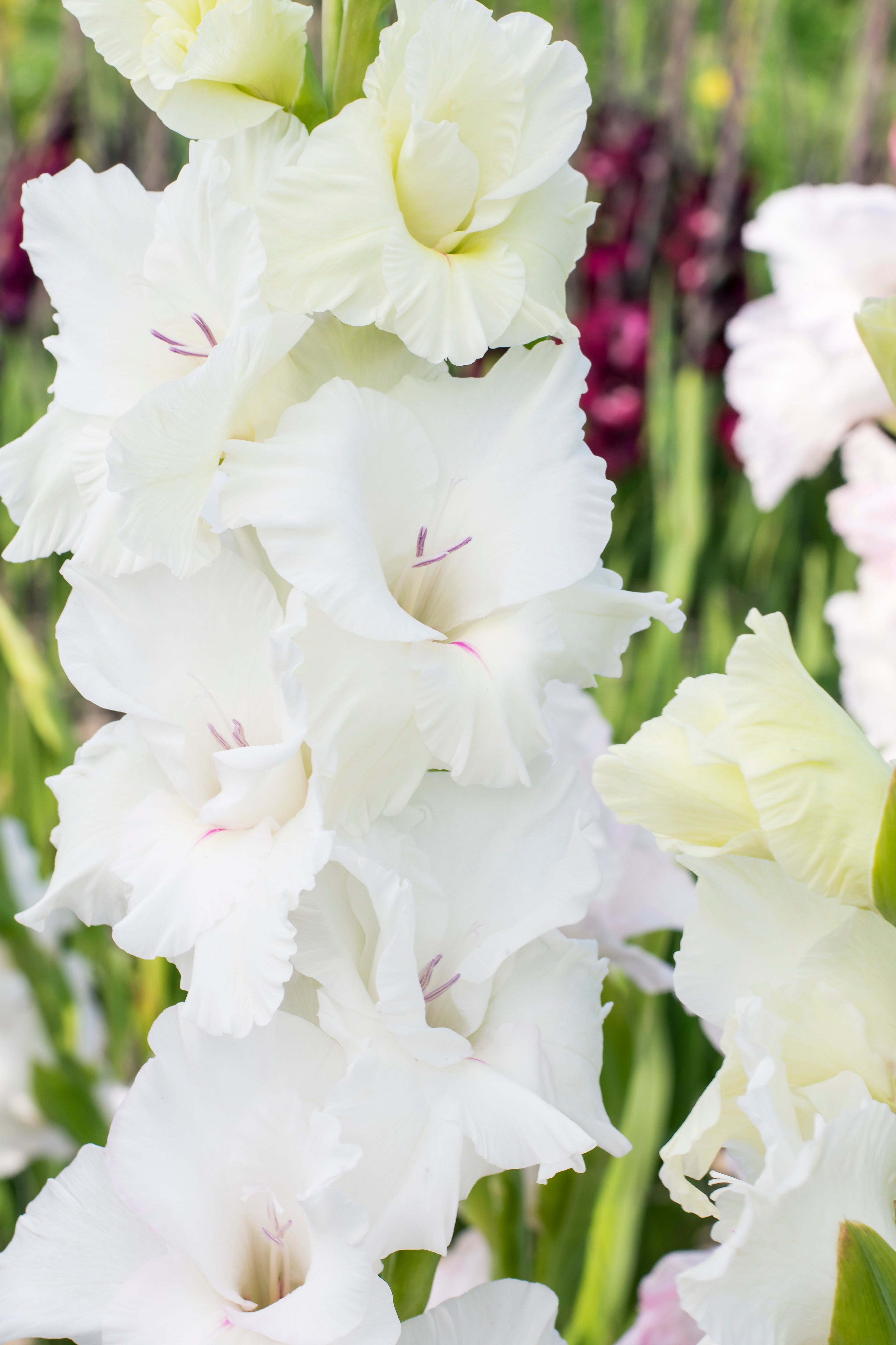 Patio City Garden Pot Gladiolus
