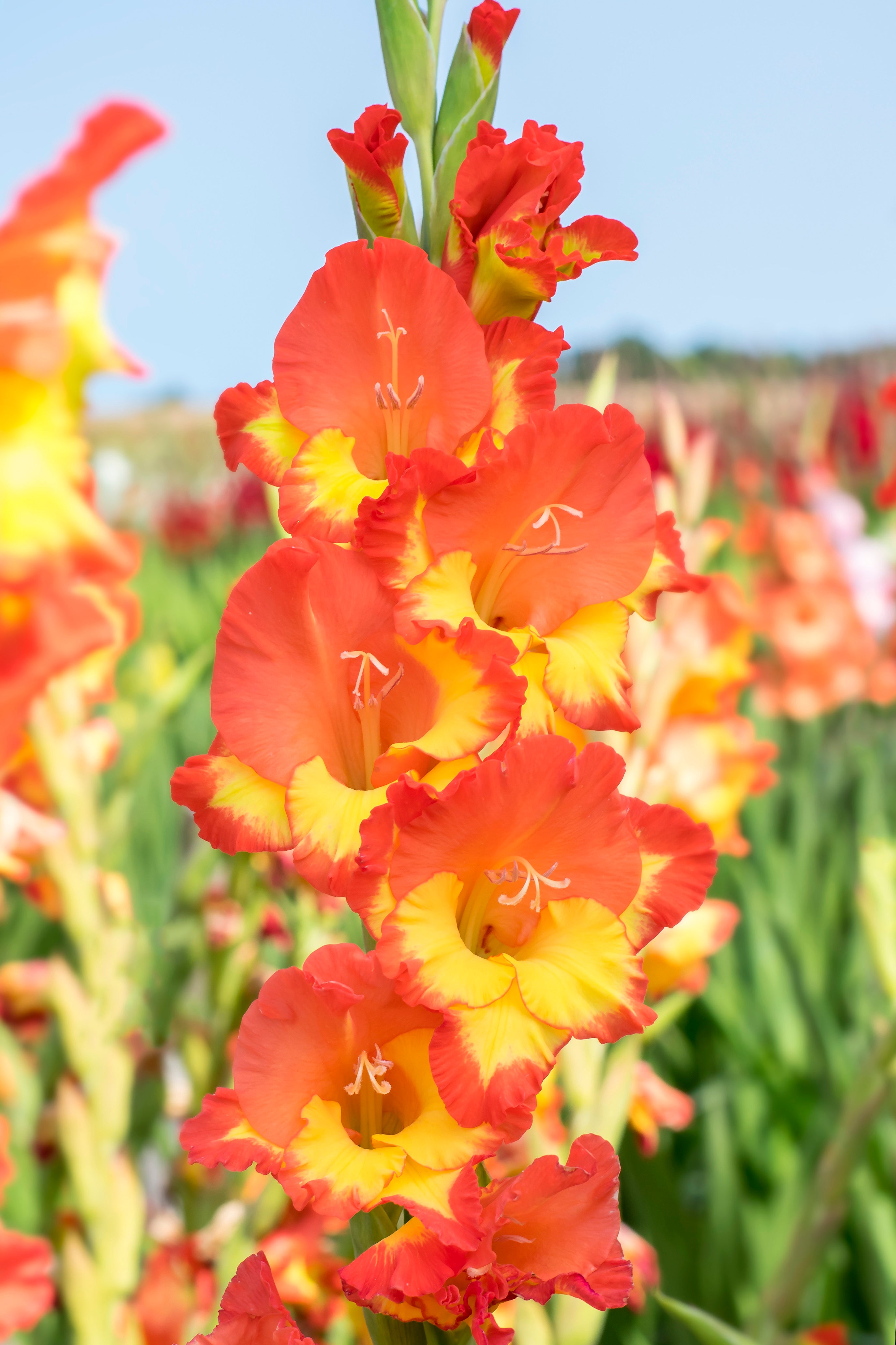 Gladiolus Princess Margaret Rose