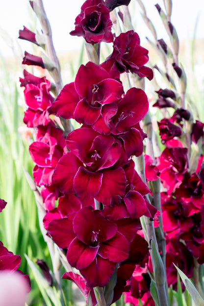 Patio City Garden Pot Gladiolus