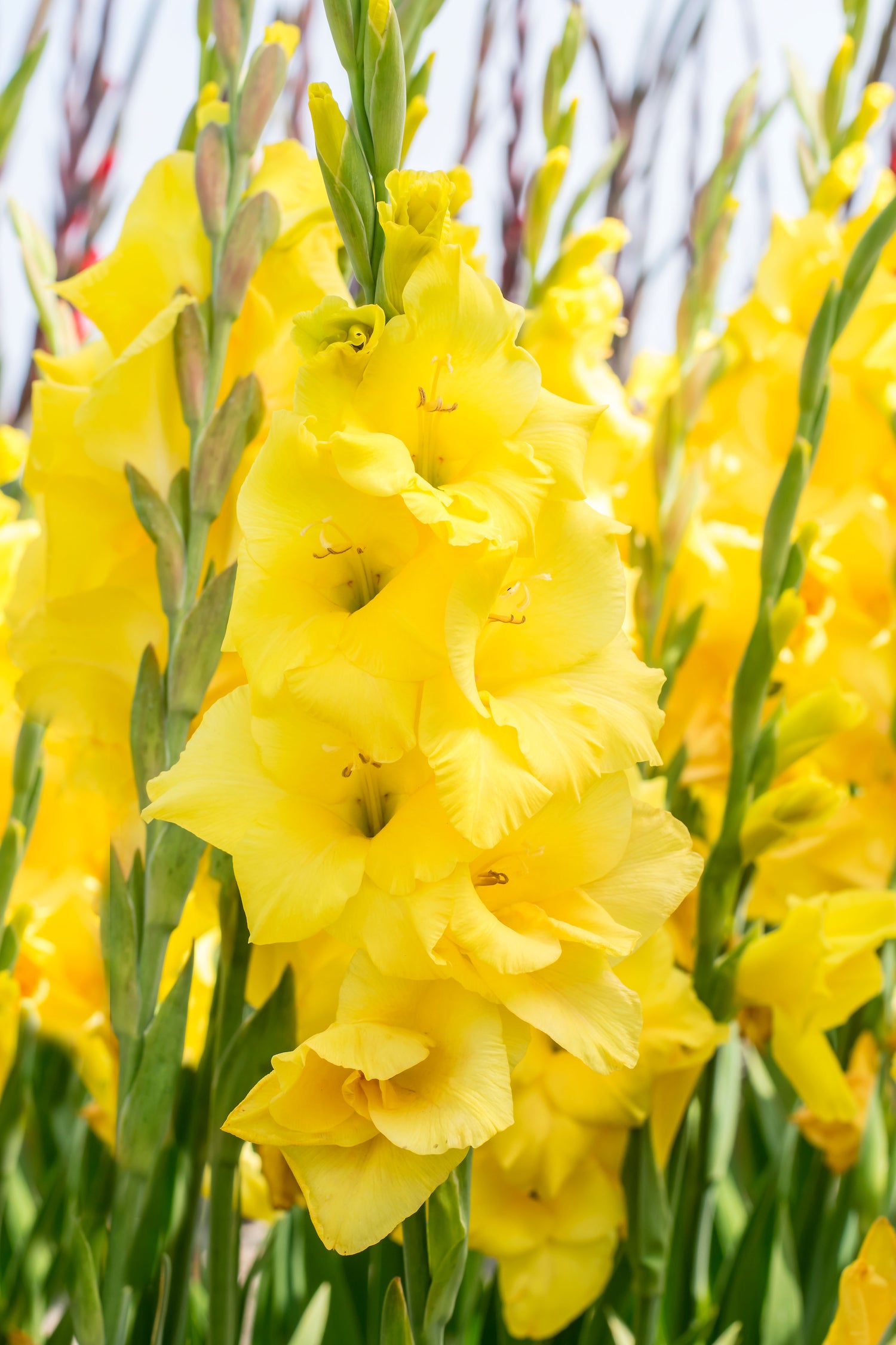 Gladiolus Nova Lux