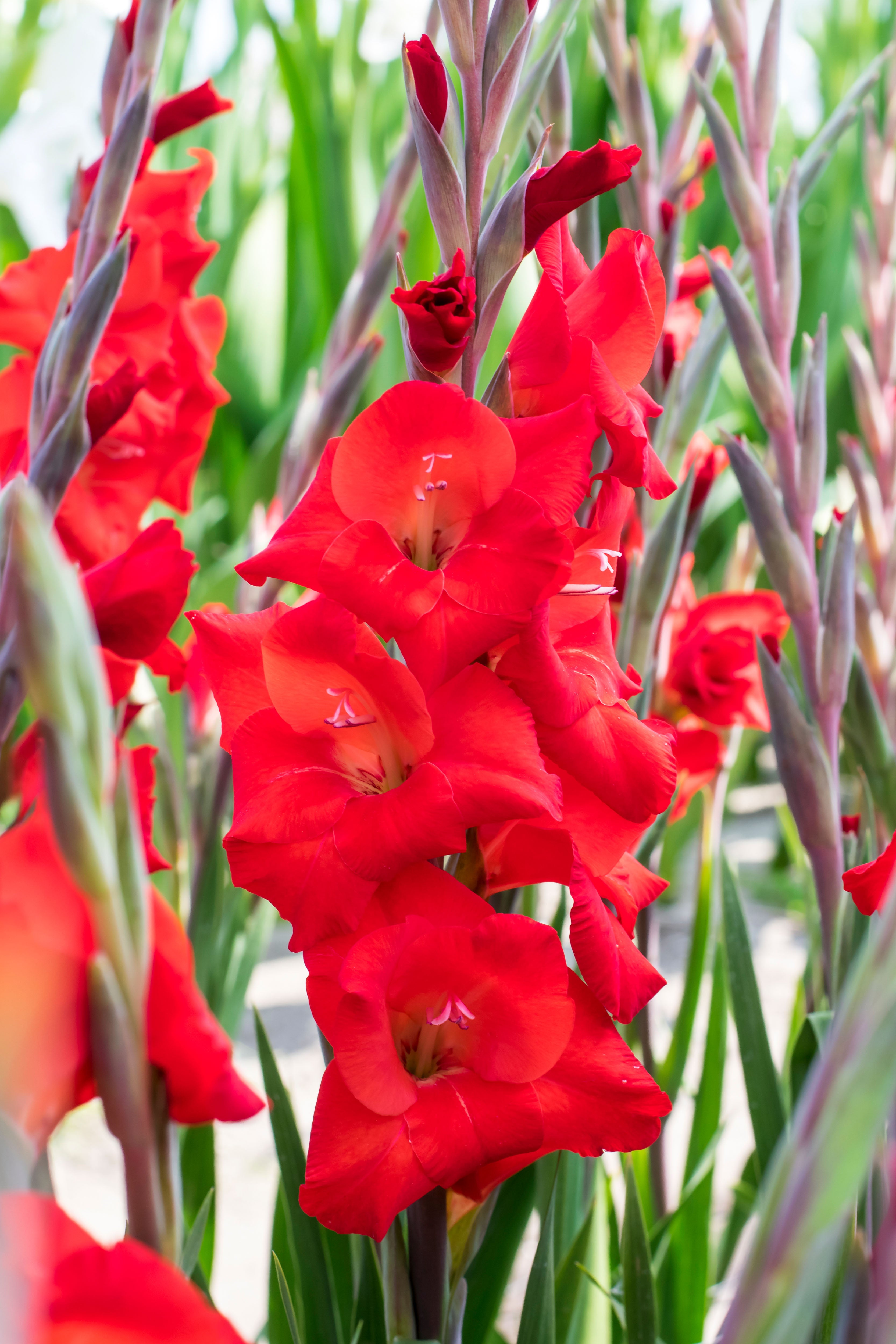 Patio City Garden Pot Gladiolus