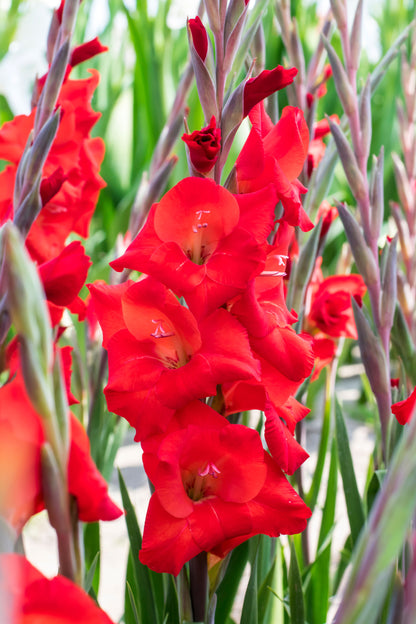 Patio City Garden Pot Gladiolus