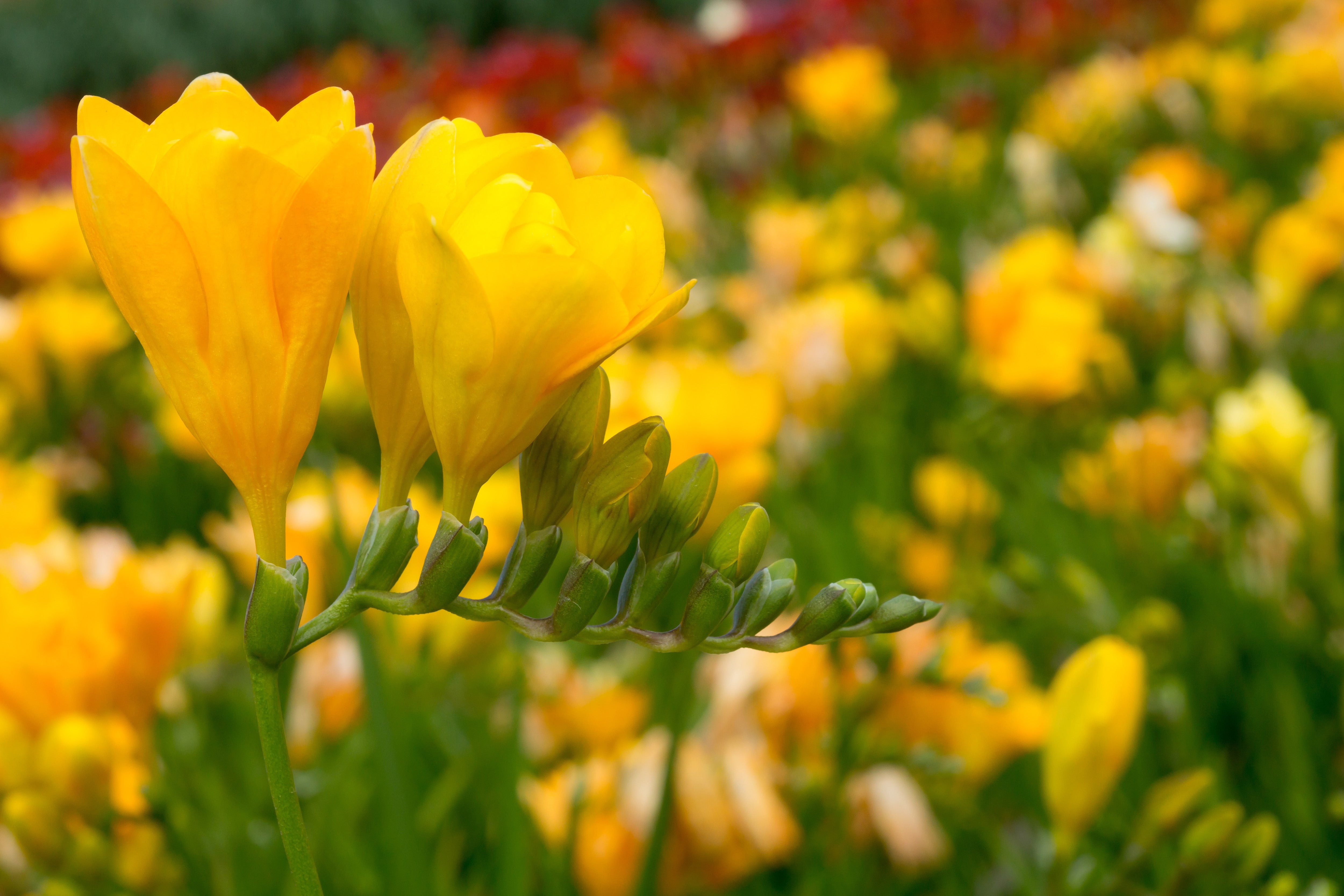 Freesia Double Yellow
