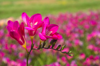 Freesia Double Pink