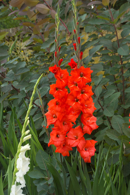 Patio City Garden Pot Gladiolus