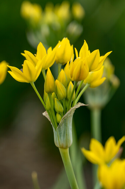 Allium moly Bulbs | Precious Plants