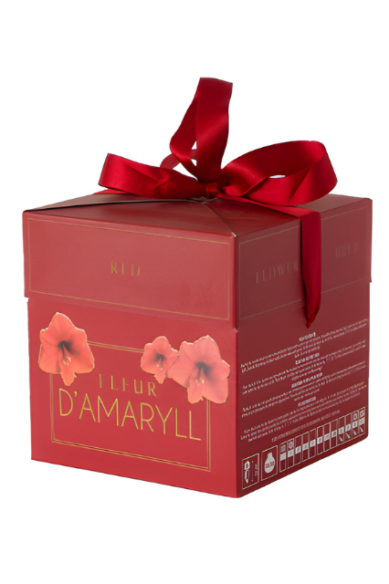 Fleur D'Amaryll Red Box | Precious Plants