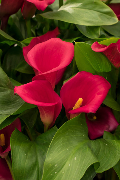 Zantedeschia Red