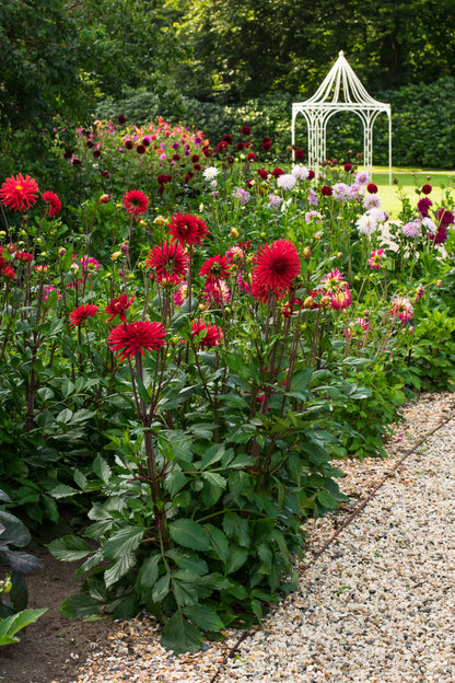 Dahlia Decorative Burning Love (1 Bulb)