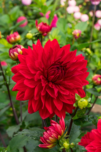 Dahlia Park Garden Wonder