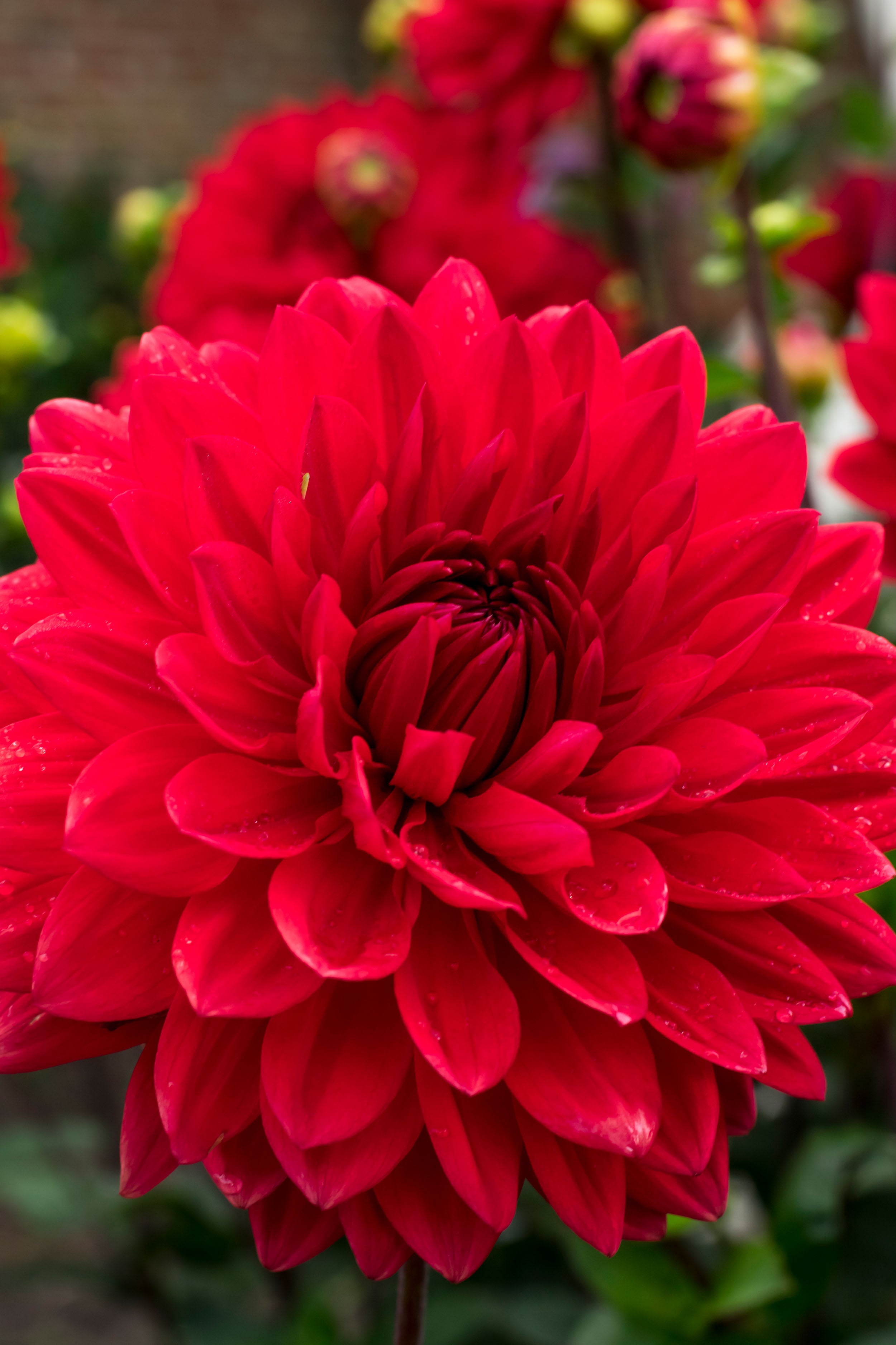 Dahlia Park Garden Wonder