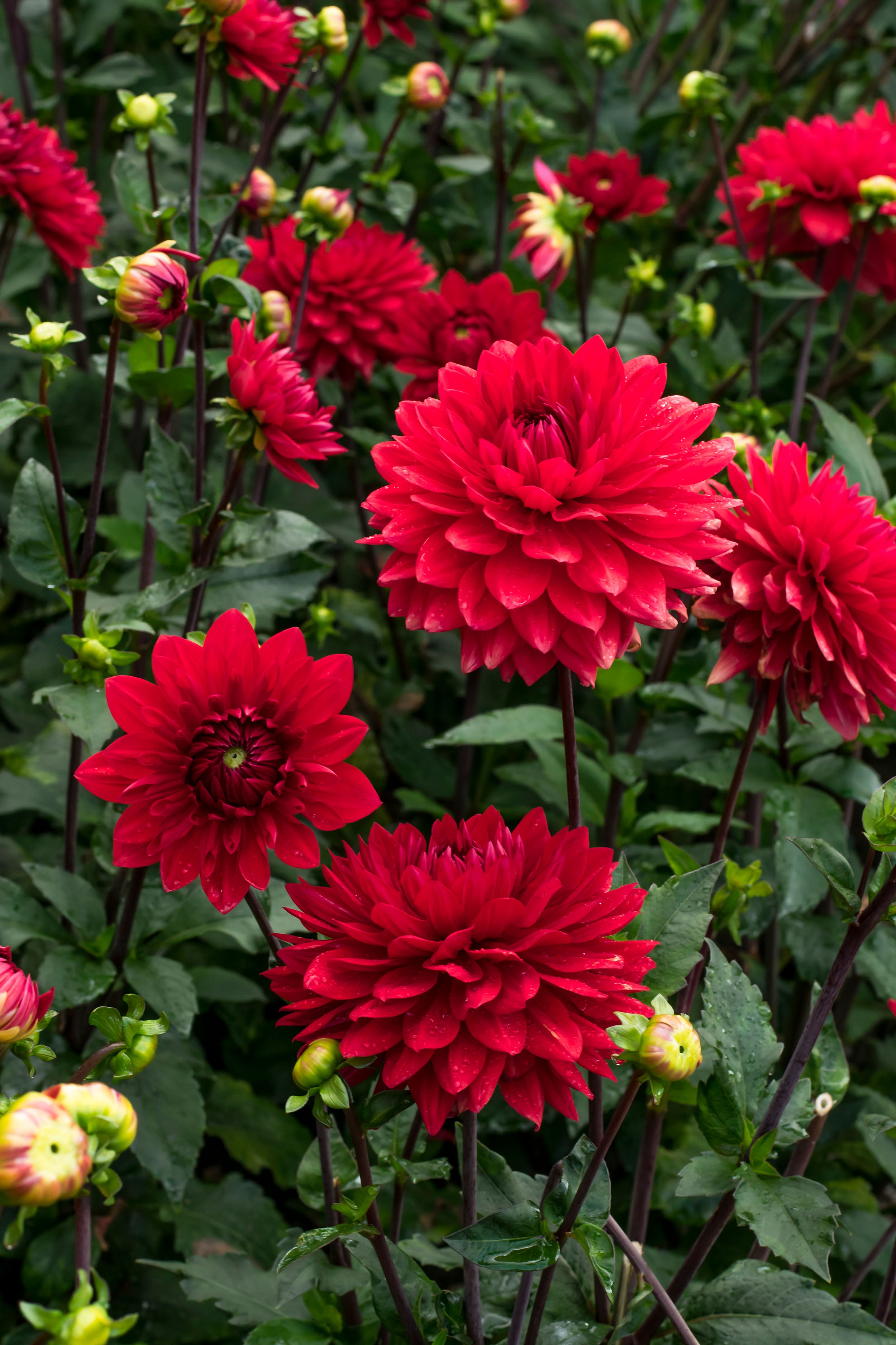 Dahlia Park Garden Wonder