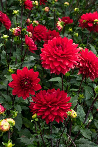 Dahlia Park Garden Wonder