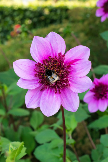 Dahlia Mignon Blue Bayou