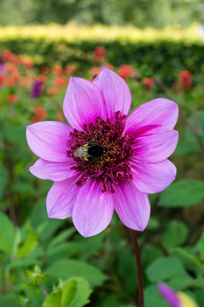 Dahlia Mignon Blue Bayou