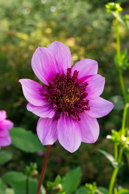 Dahlia Mignon Blue Bayou