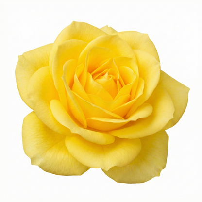 Rose - Bush - Yellow