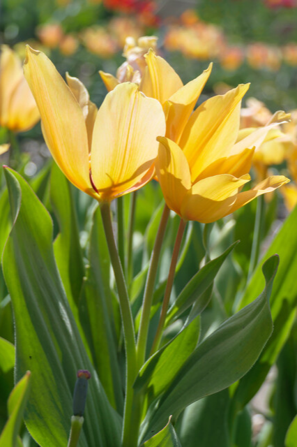 Tulipa praestans 'Shogun’ Bulbs | Precious Plants