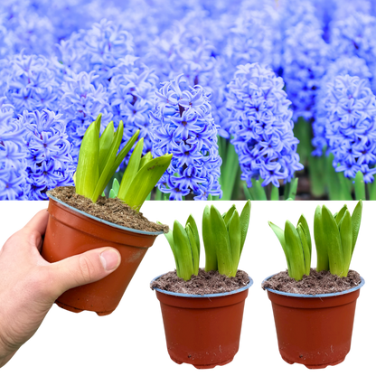 Light Blue Hyacinth Plants in Pots – 3 x 1 Litre Pots (9 Flowering Bulbs)