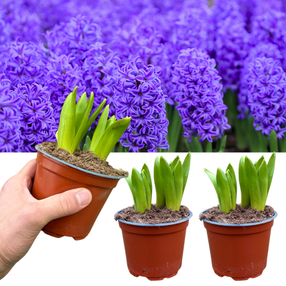 Purple Hyacinth Plants in Pots – 3 x 1 Litre Pots (9 Flowering Bulbs)