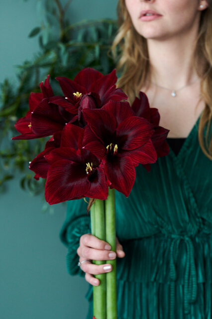 Amaryllis ‘Dark Red’ Bulbs | Precious Plants