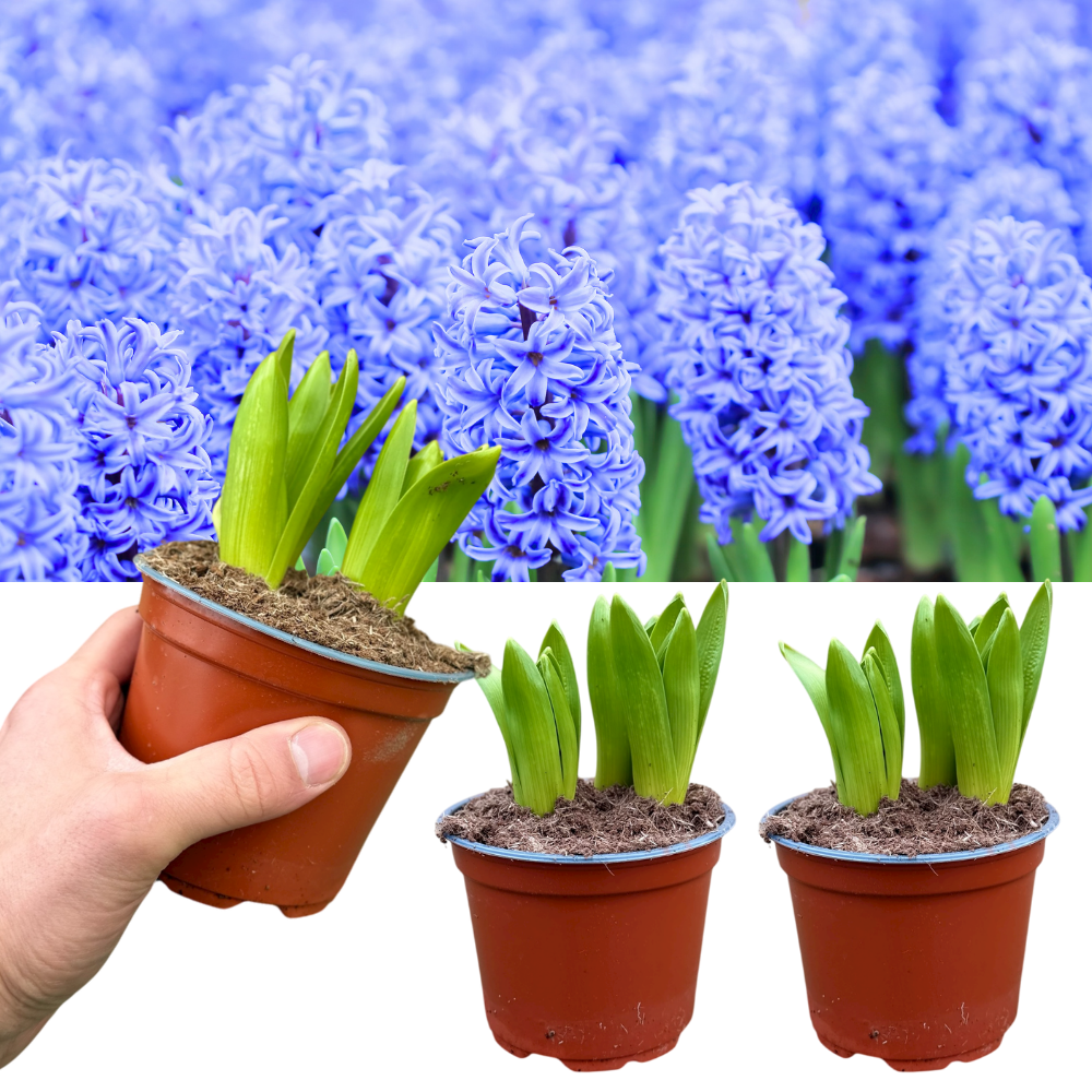 Light Blue Hyacinth Plants in Pots – 3 x 1 Litre Pots (9 Flowering Bulbs)