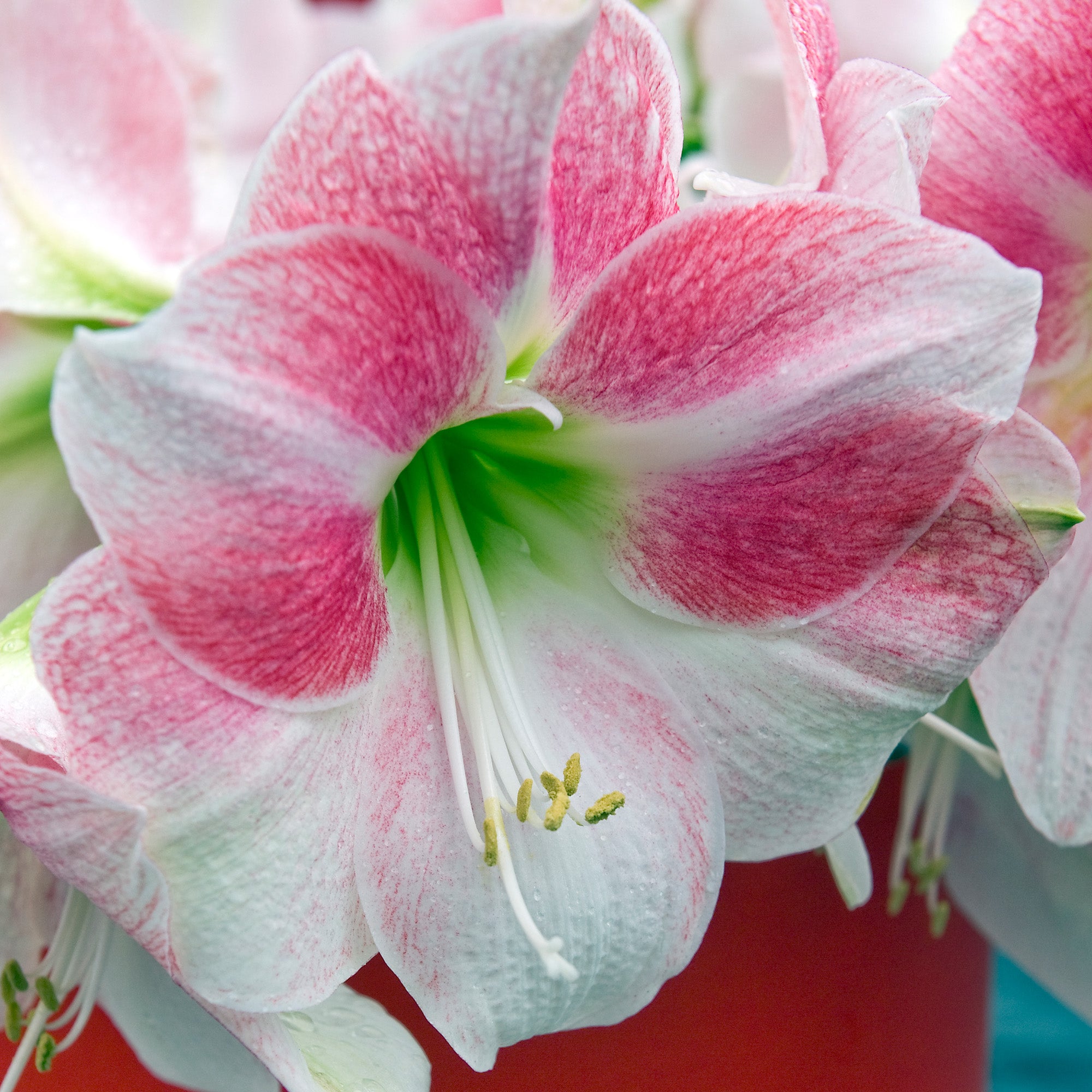 Deluxe Amaryllis Pink (1 bulb, pot & compost) - Gift Box