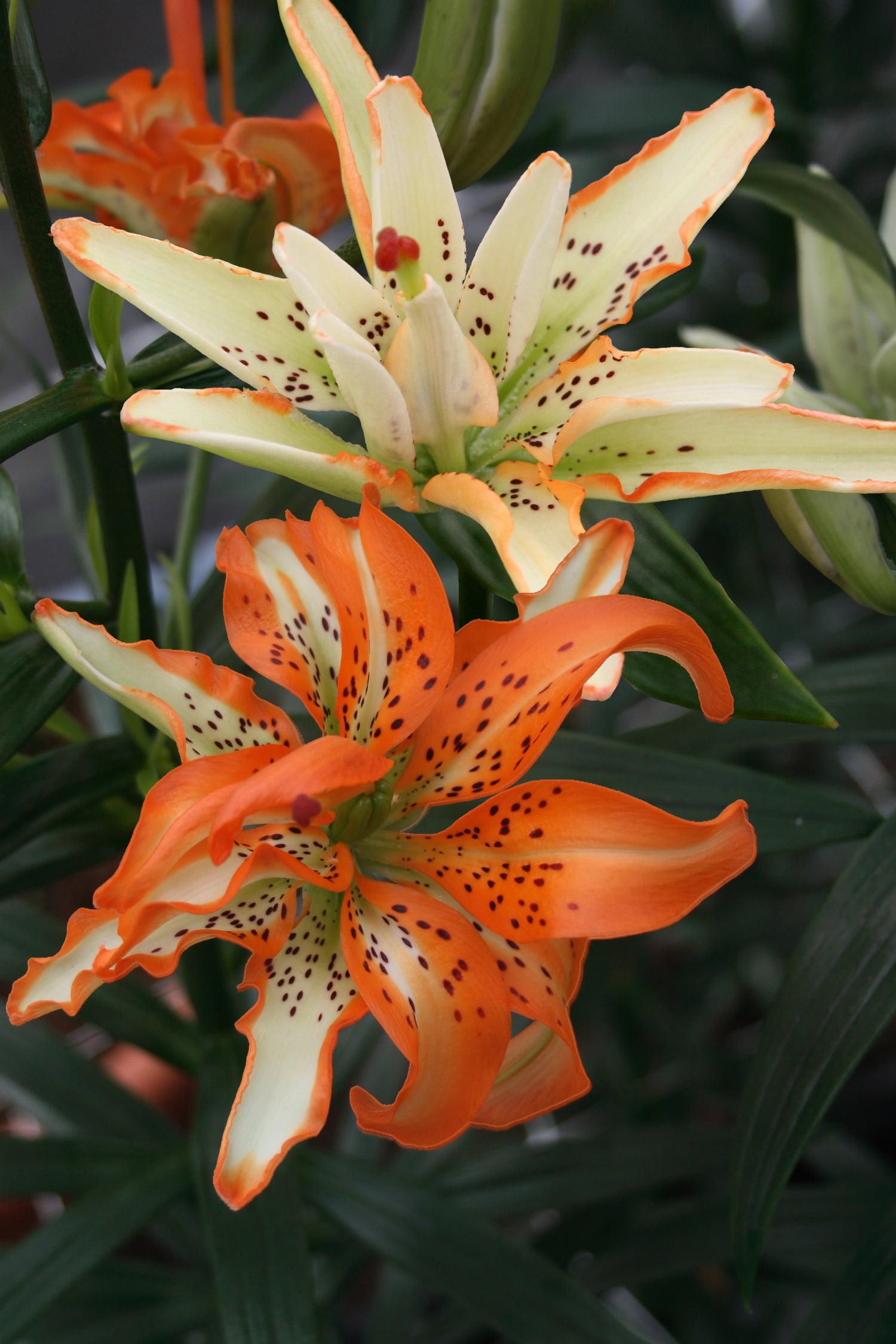 Lilium Must See