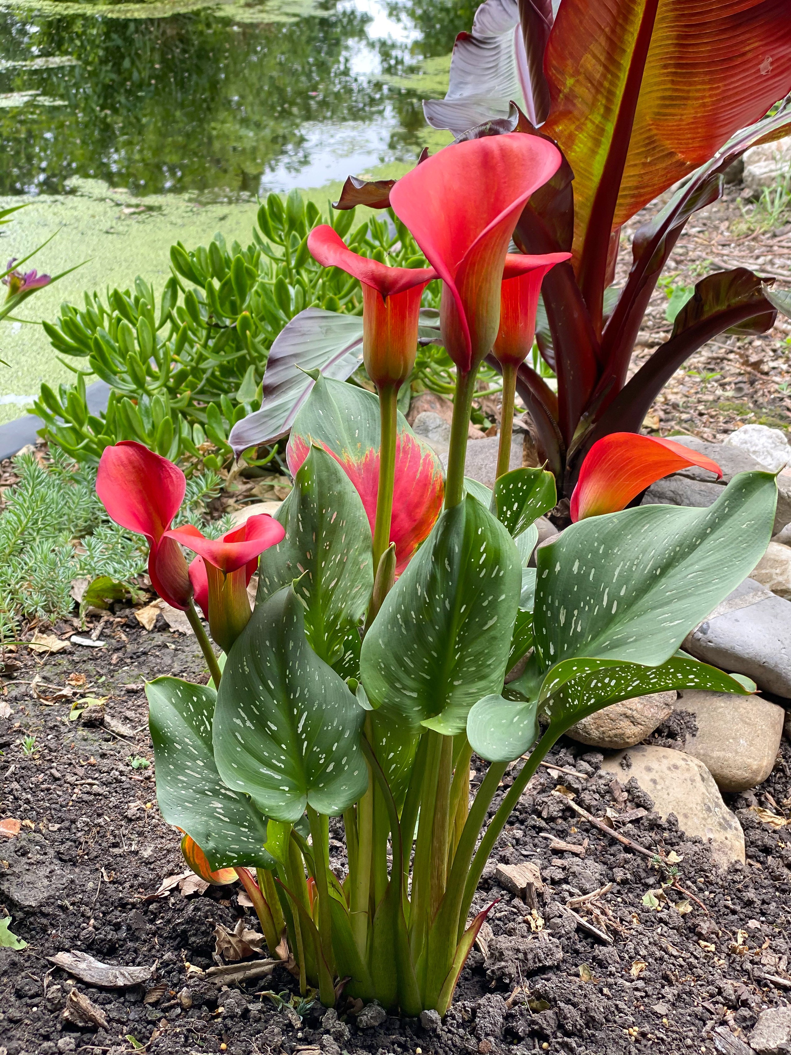 Zantedeschia Red