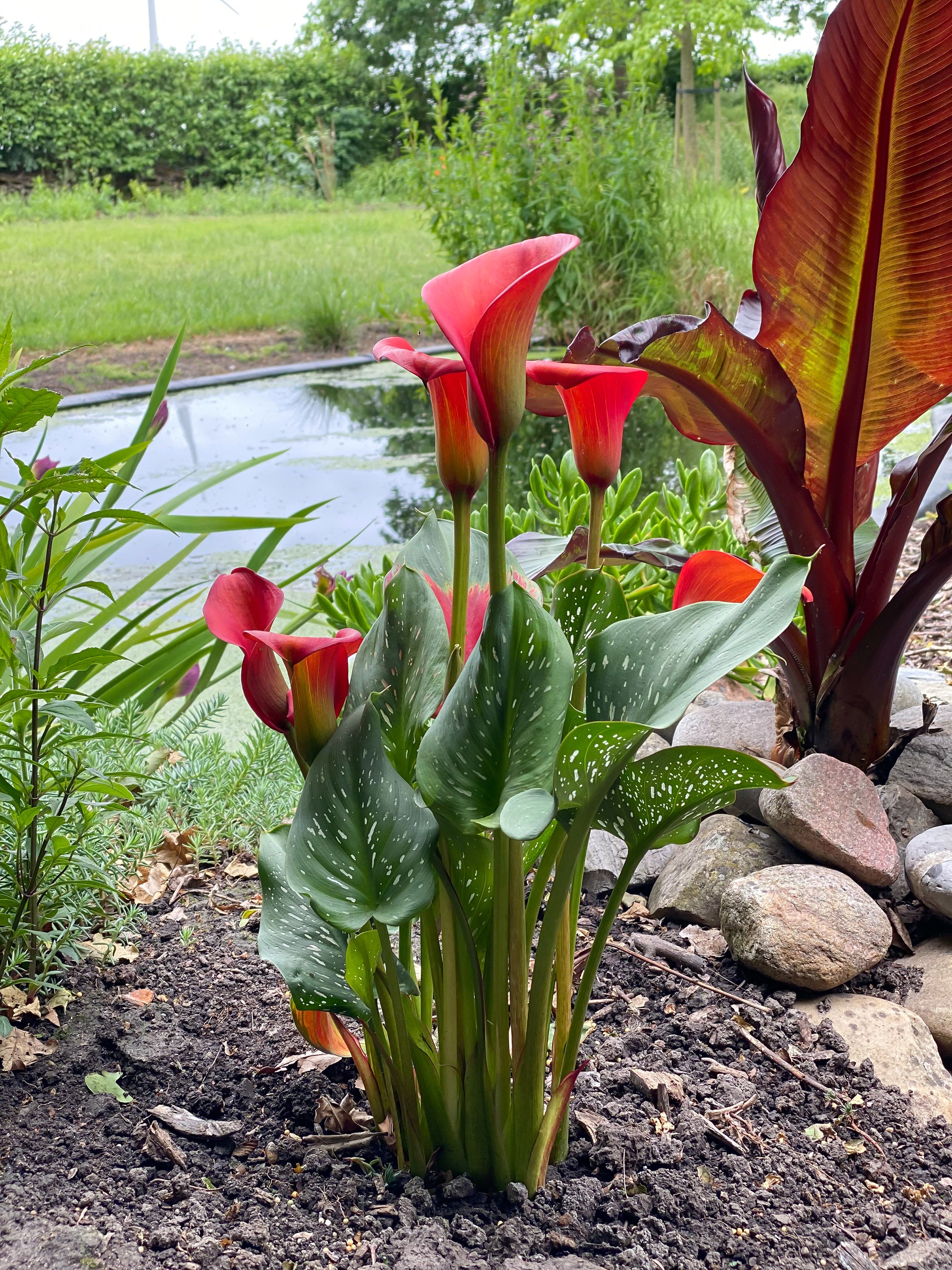 Zantedeschia Red