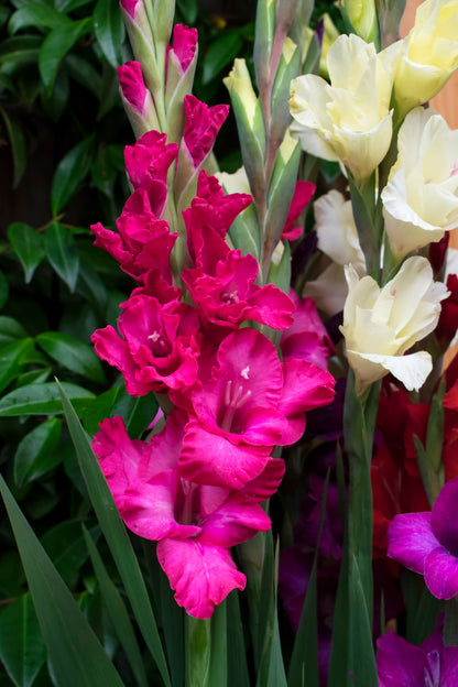 Bouquet Flowering - Pink Gladiolus Box