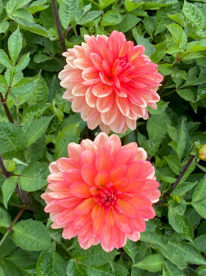 Dahlia Go Go Peach