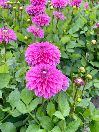 Dahlia Go Go Pink