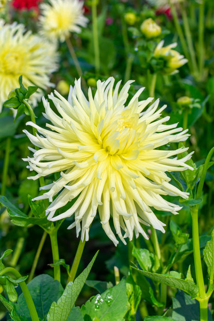Dahlia Cactus Yellow Star