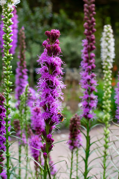 Liatris Spicata Violet-Blue