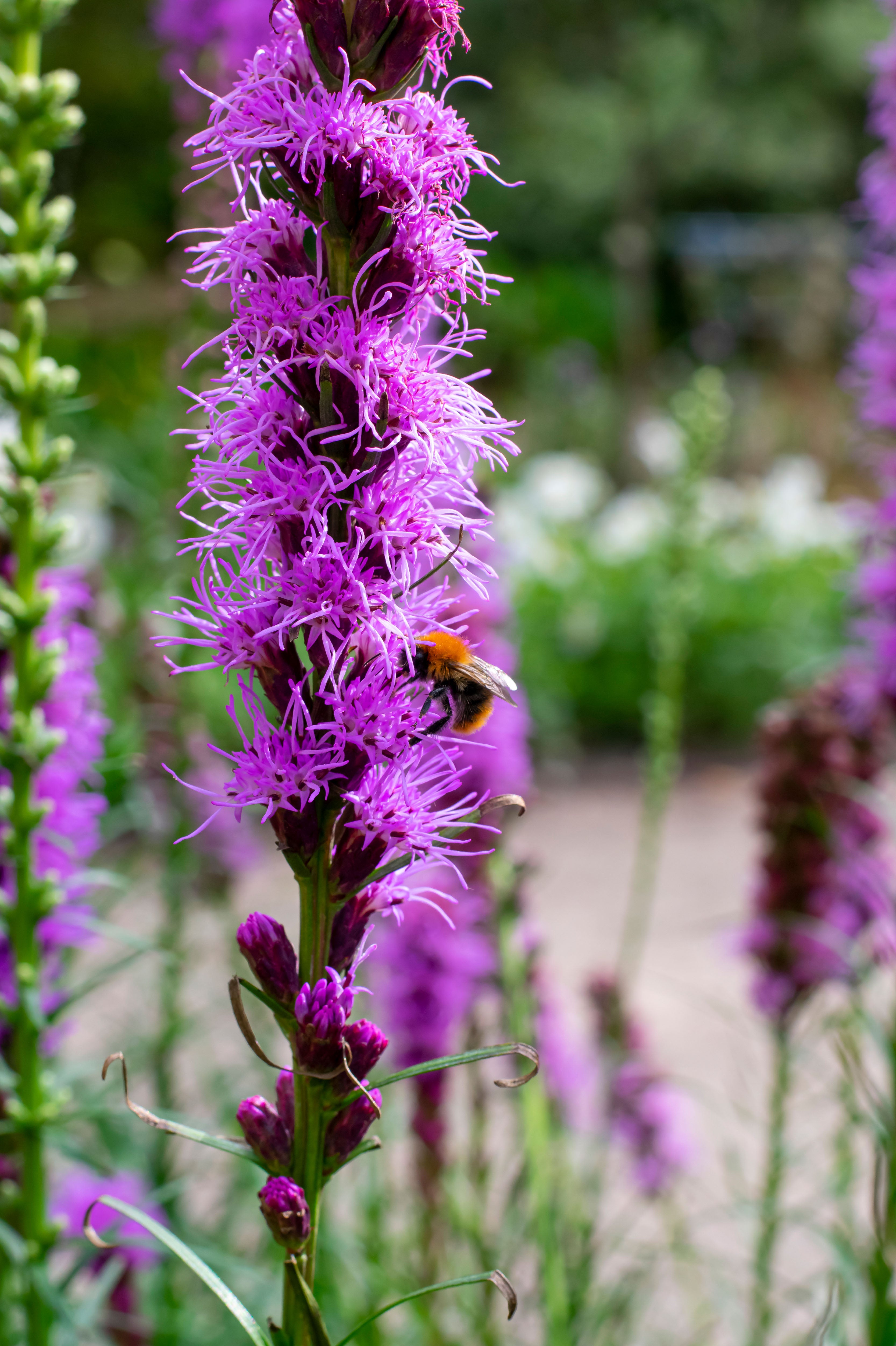 Liatris Spicata Violet-Blue