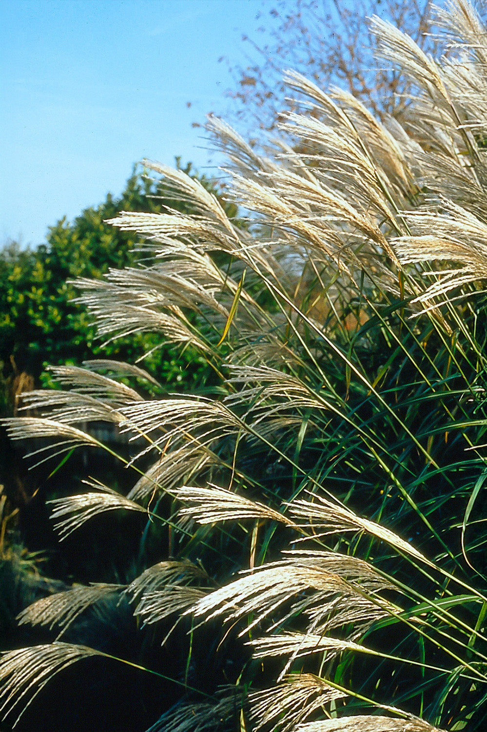 Miscanthus Sinensis Federweisser