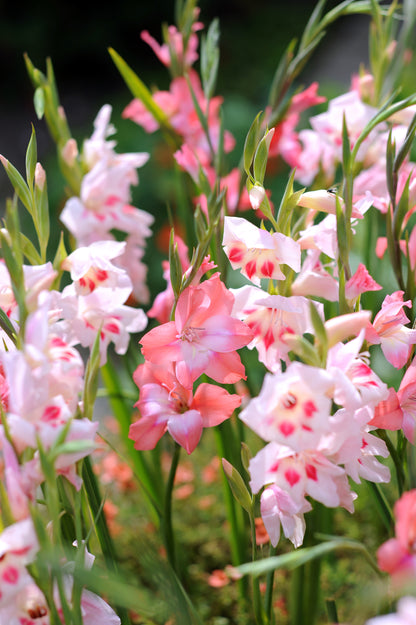 Gladiolus Nanus Mix