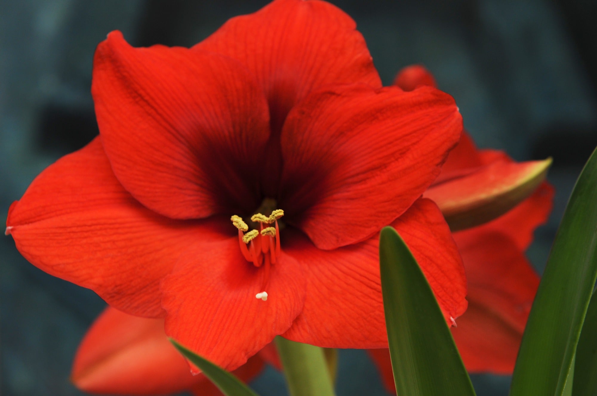 Amaryllis Red Gift Box
